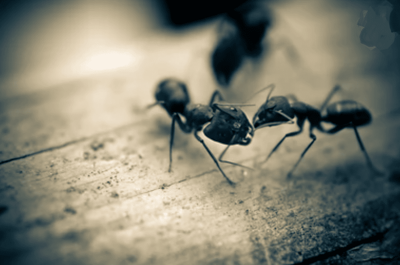 Société de désinsectisation à Bernay